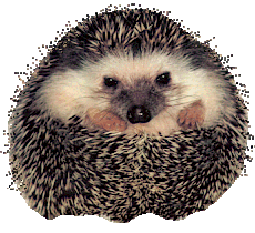 hedgehog