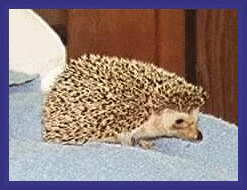 hedgehog picture