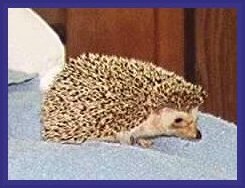 hedgehog