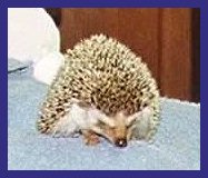 hedgehog