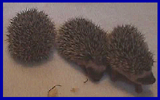 hedgehog picture
