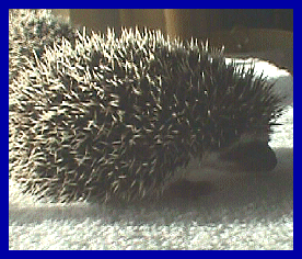 hedgehog picture