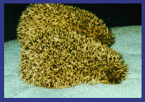 Hedgies