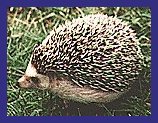 hedgehog