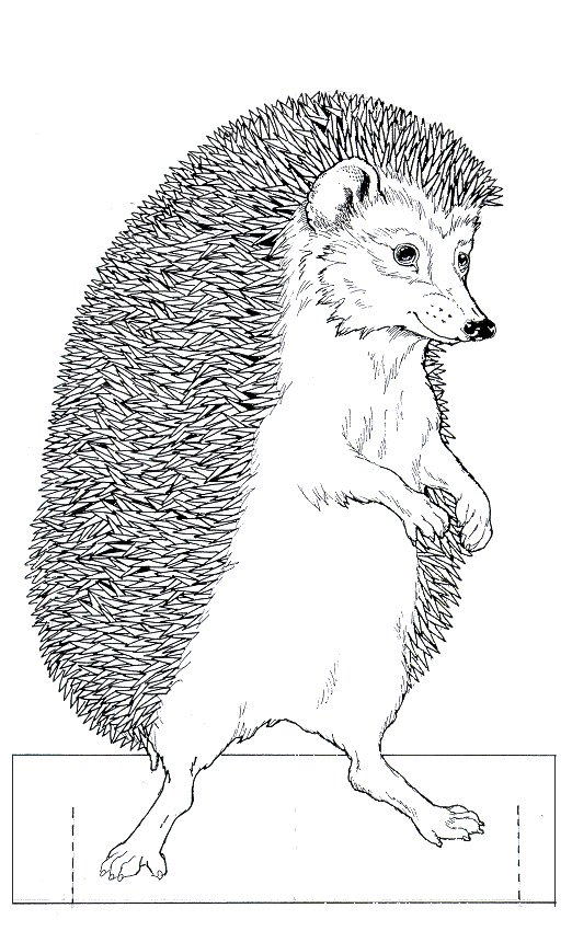 jan brett coloring pages hedgehog baby - photo #17