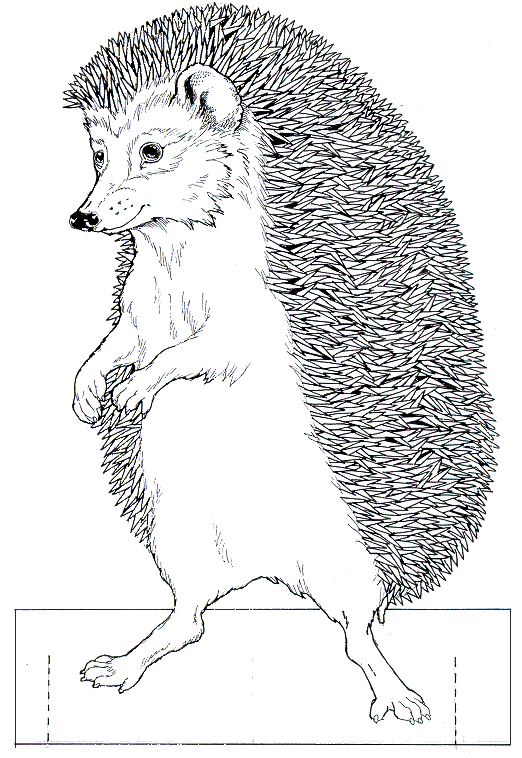 jan brett coloring pages hedgehog baby - photo #15