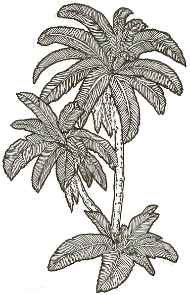 date palm coloring pages - photo #13