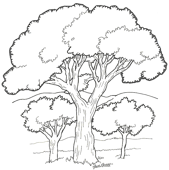 pics of trees. On Noah#39;s Ark Trees 3