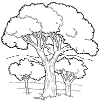 Noah Coloring Pages on On Noahs Ark Coloring Mural Trees4 75 Gif