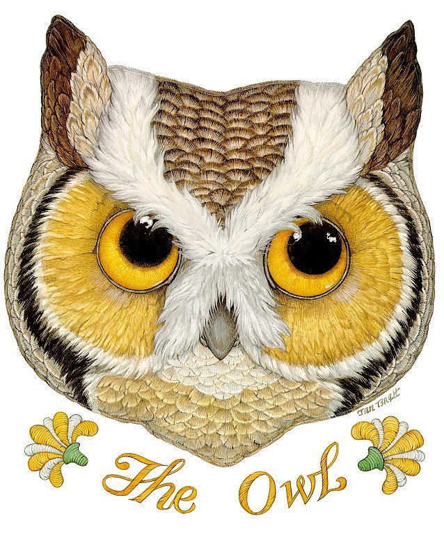 Rare Owl Times in West Kerry Rare Owl Times in West Kerry