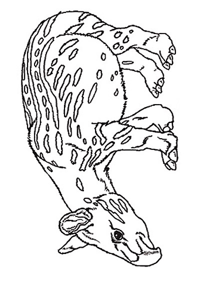 tapir and juvenile coloring pages - photo #28