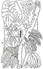 jan brett coloring pages for the umbrella - photo #45