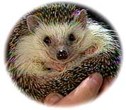 hedgehog