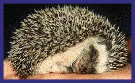 hedgehog