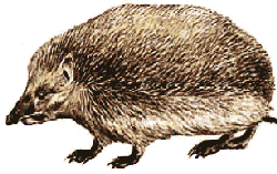 hedgie