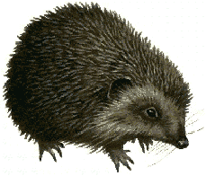 hedgie