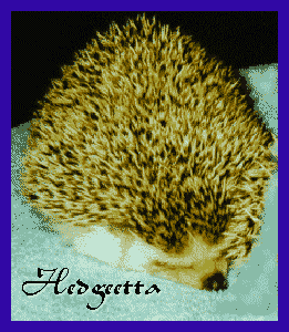 Hedgeetta