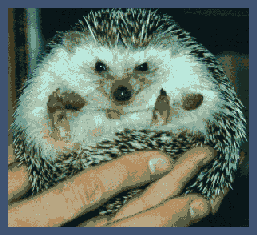 hedgie