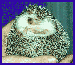 Hedgeetta