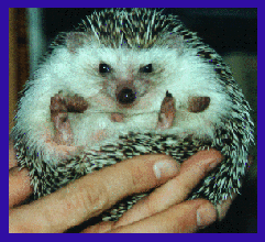 hedgie