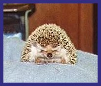 hedgehog picture