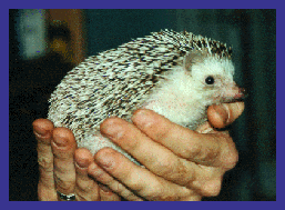 hedgie