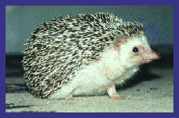 hedgie