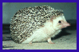 hedgehog picture