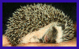 sleeping hedgehog