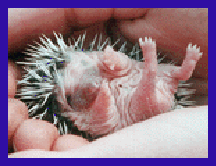 hoglets