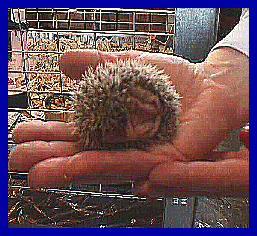 hedgehog picture