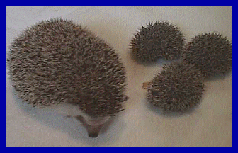 hedgehog picture