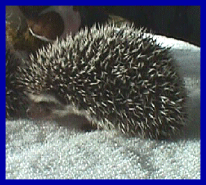 hedgehog picture