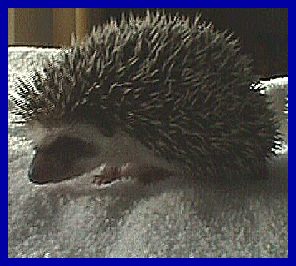 hedgehog picture