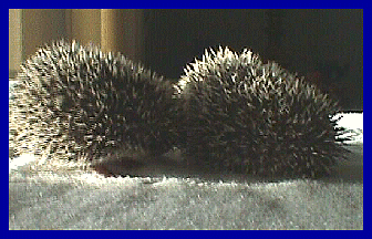 hedgehog picture