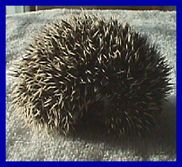 hedgehog picture