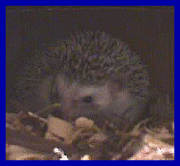 hedgehog picture