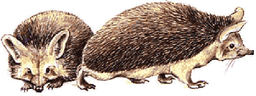 hedgie