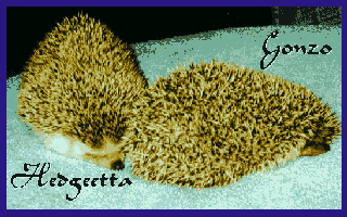 hedgie