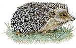 Hedgie