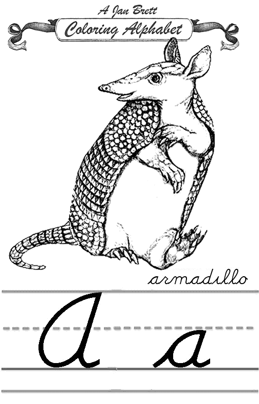 Armadillo