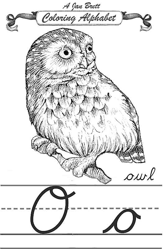 Owl