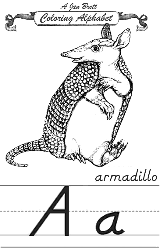 Armadillo