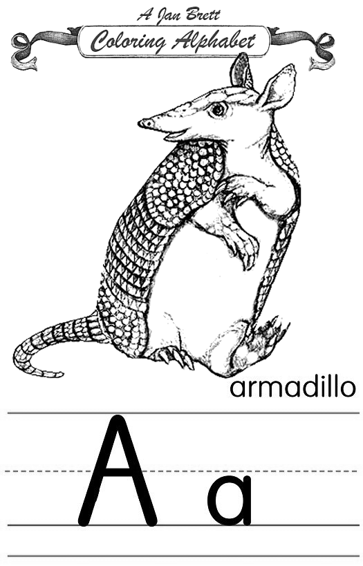 Armadillo