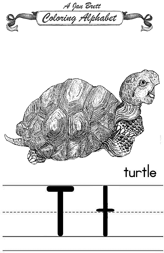 Turtle