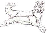 Three Snow Bears Sled Dog facing small size