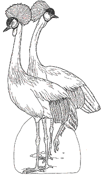 On Noah's Ark Crested Cranes