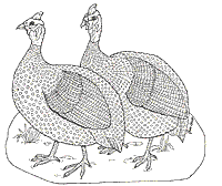 On Noah's Ark Guinea Hens