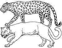 Leopard