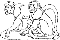 On Noah's Ark Monkeys